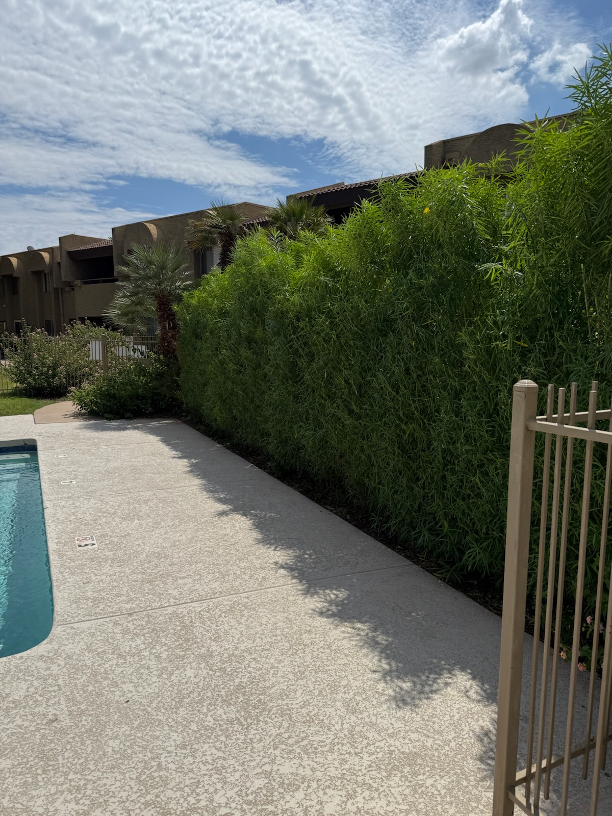 Tall trimmed hedge wall alongside a pool deck